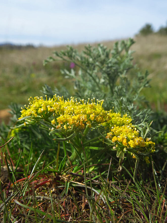 big-seed biscuitroot (Lomatium macrocarpum) [Rowena Plateau, Wasco County, Oregon]