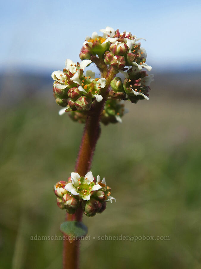 whole-leaf saxifrage flowers (Micranthes integrifolia (Saxifraga integrifolia)) [Rowena Plateau, Wasco County, Oregon]
