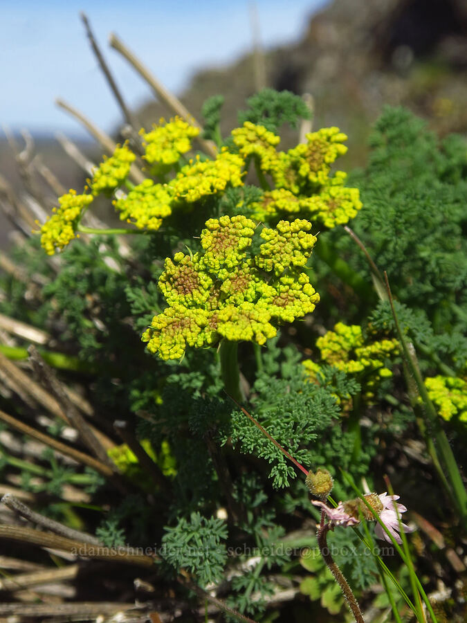 pungent desert parsley (Lomatium papilioniferum (Lomatium grayi)) [Rowena Plateau, Wasco County, Oregon]
