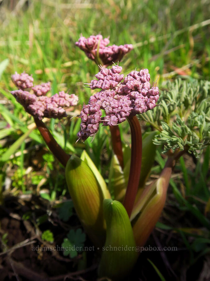 Columbia desert parsley (Lomatium columbianum) [Rowena Dell, Wasco County, Oregon]