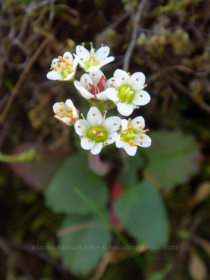 saxifrage (Micranthes sp. (Saxifraga sp.)) [Rowena Dell, Wasco County, Oregon]