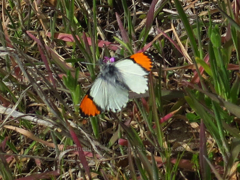 Julia orange-tip butterfly (Anthocharis julia (Anthocharis sara)) [Rowena Dell, Wasco County, Oregon]