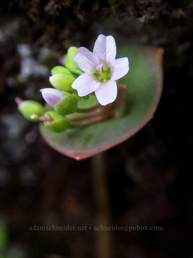 pink miner's lettuce (Claytonia sp. (Montia sp.)) [Rowena Dell, Wasco County, Oregon]