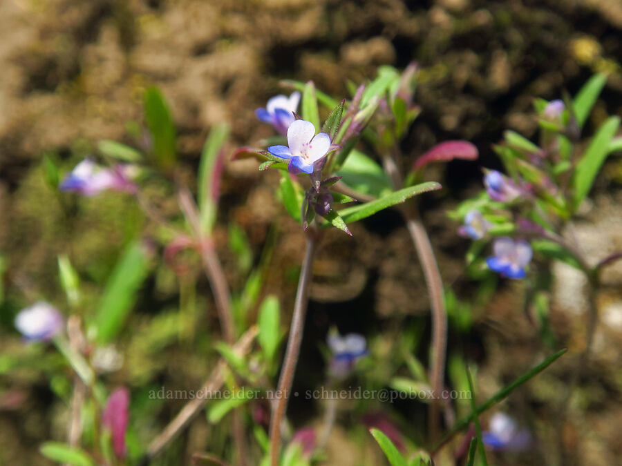 small-flowered blue-eyed-Mary (Collinsia parviflora) [Rowena Dell, Wasco County, Oregon]