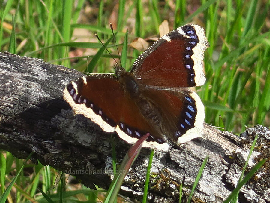 mourning-cloak butterfly (Nymphalis antiopa) [Rowena Dell, Wasco County, Oregon]
