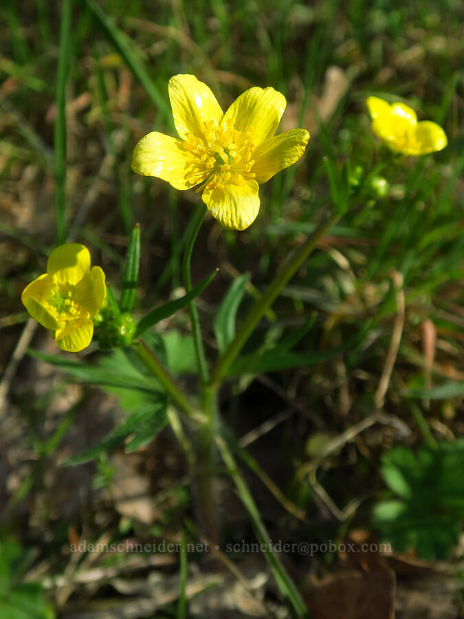 western buttercups (Ranunculus occidentalis) [Rowena Dell, Wasco County, Oregon]