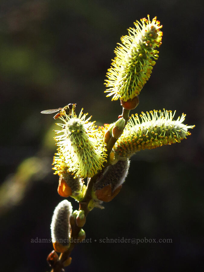 flower fly on willow flowers (Salix sp.) [Rowena Dell, Wasco County, Oregon]