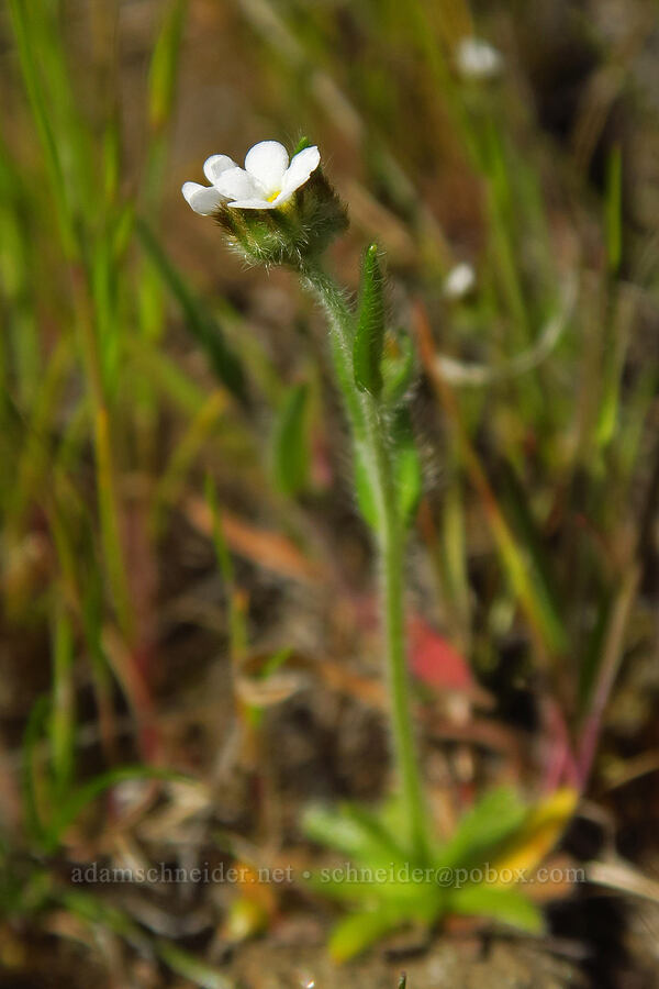 slender popcorn flower (Plagiobothrys tenellus) [Rowena Plateau, Wasco County, Oregon]