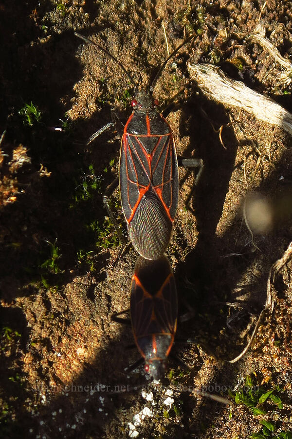 western box-elder bugs, mating (Boisea rubrolineata) [Rowena Plateau, Wasco County, Oregon]