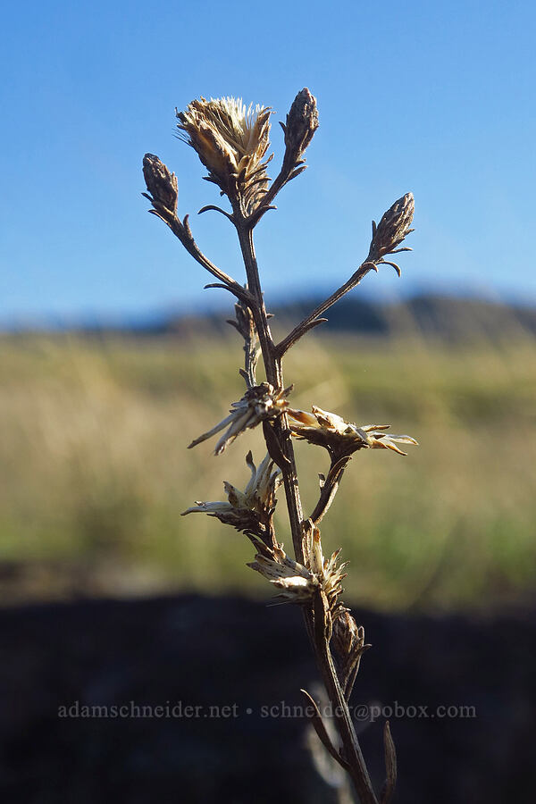 last year's Hall's goldenweed (Columbiadoria hallii (Haplopappus hallii)) [Rowena Plateau, Wasco County, Oregon]