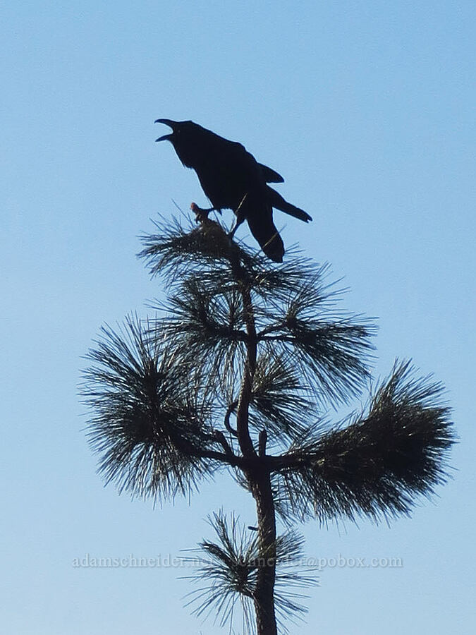 raven (Corvus corax) [Rowena Plateau, Wasco County, Oregon]