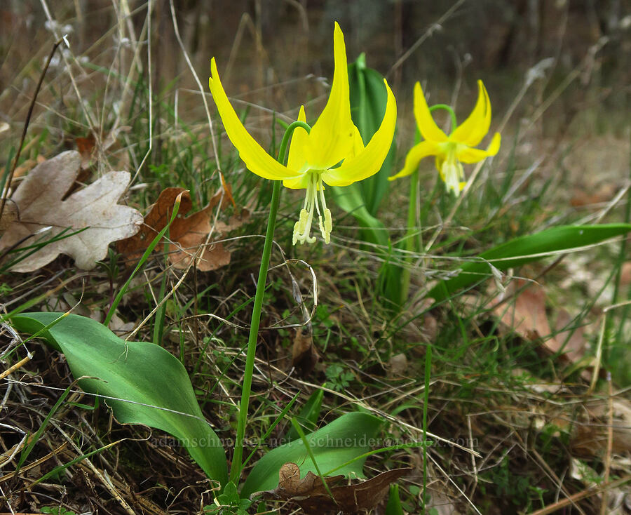glacier lilies (Erythronium grandiflorum) [Rowena Curves, Mayer State Park, Wasco County, Oregon]
