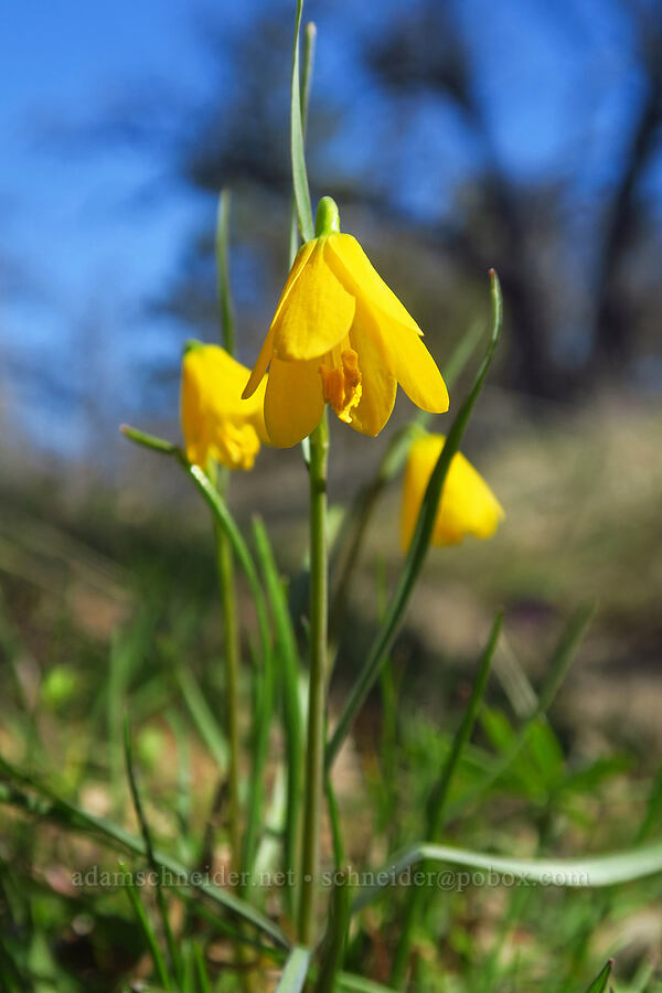 yellow bells (Fritillaria pudica) [Chenoweth Tableland, Wasco County, Oregon]