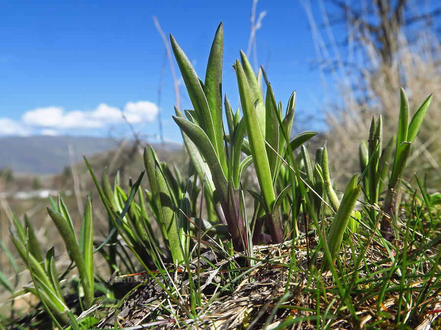 white-stem frasera shoots (Frasera albicaulis var. columbiana (Swertia columbiana)) [Chenoweth Tableland, Wasco County, Oregon]