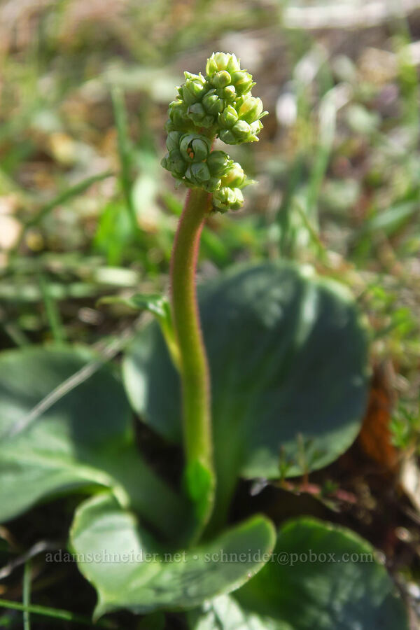 brittle saxifrage (Micranthes fragosa (Saxifraga integrifolia var. claytoniifolia)) [Chenoweth Tableland, Wasco County, Oregon]