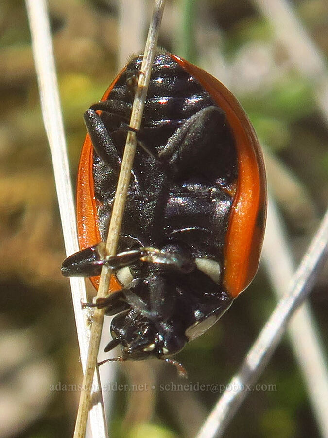 upside-down ladybug (seven-spotted lady beetle) (Coccinella septempunctata) [Chenoweth Tableland, Wasco County, Oregon]