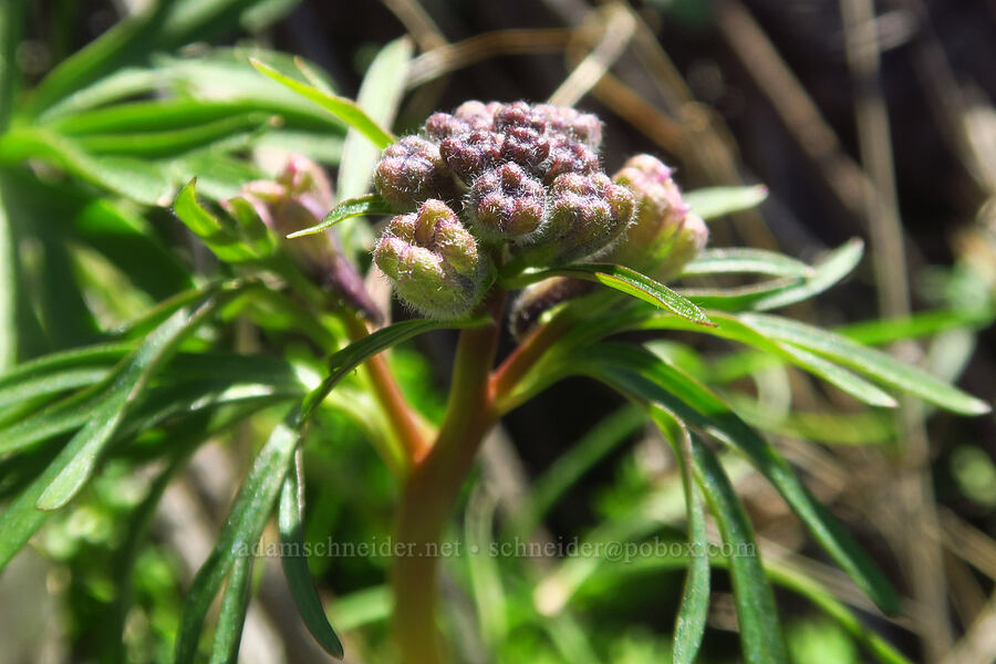 larkspur, budding (Delphinium nuttallianum) [Chenoweth Tableland, Wasco County, Oregon]