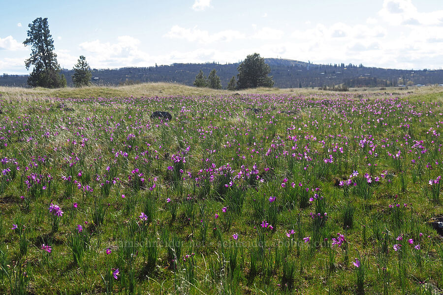 grass-widows (Olsynium douglasii) [Chenoweth Tableland, Wasco County, Oregon]