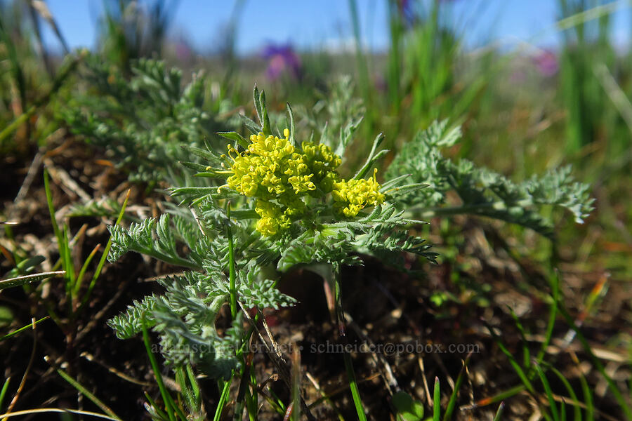 big-seed biscuitroot (Lomatium macrocarpum) [Chenoweth Tableland, Wasco County, Oregon]