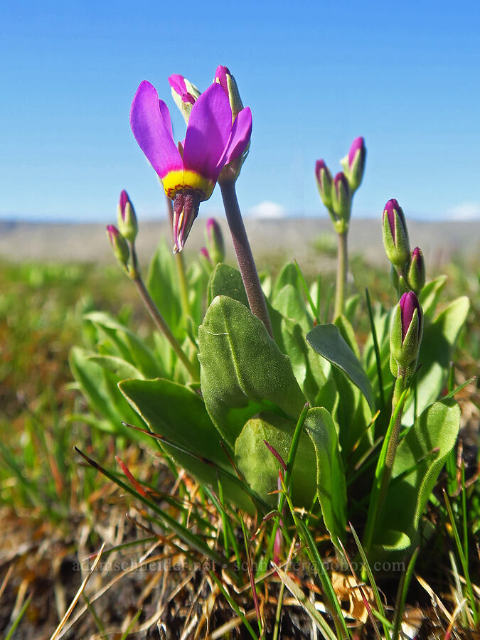 poet's shooting stars (Dodecatheon poeticum (Primula poetica)) [Chenoweth Tableland, Wasco County, Oregon]