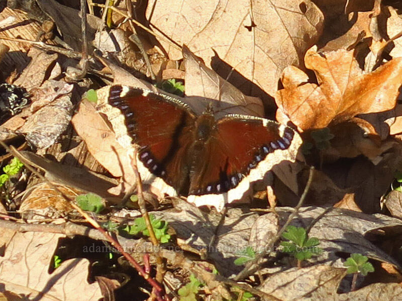 mourning cloak butterfly (Nymphalis antiopa) [Chenoweth Tableland, Wasco County, Oregon]