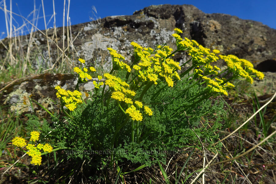 pungent desert parsley (Lomatium papilioniferum (Lomatium grayi)) [Seufert County Park, The Dalles, Wasco County, Oregon]