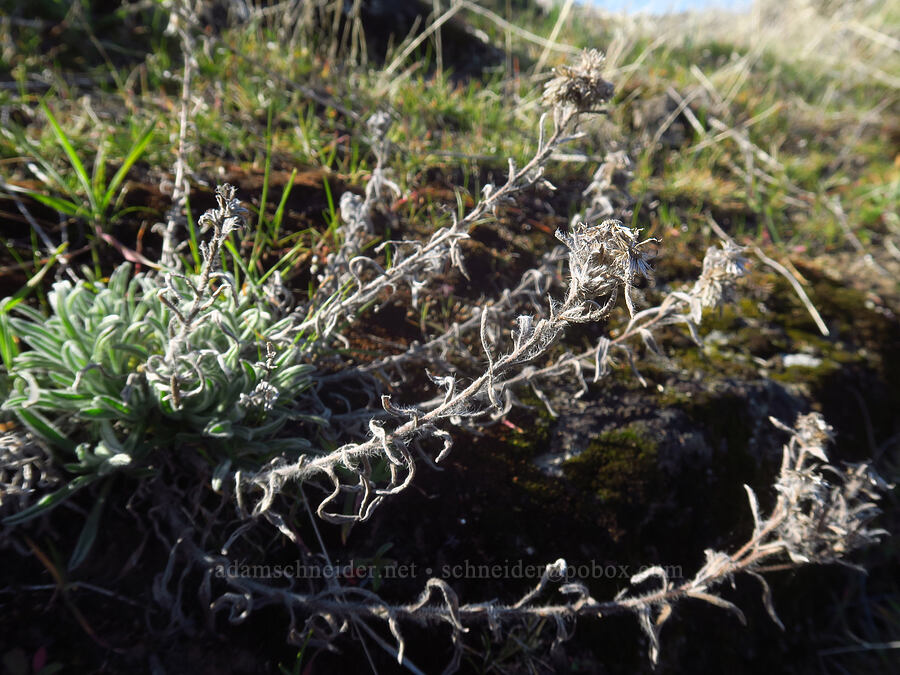 last year's fleabane stalks (Erigeron pumilus) [Seufert County Park, The Dalles, Wasco County, Oregon]