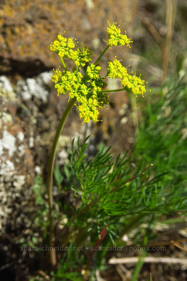 smooth desert parsley (Lomatium laevigatum) [Seufert County Park, The Dalles, Wasco County, Oregon]