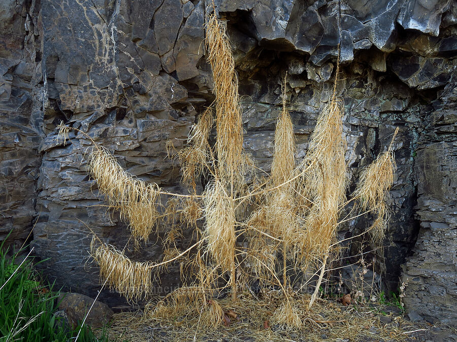 dried-up thelypody (Thelypodium laciniatum) [Devil's Gap, Columbia Hills State Park, Klickitat County, Washington]