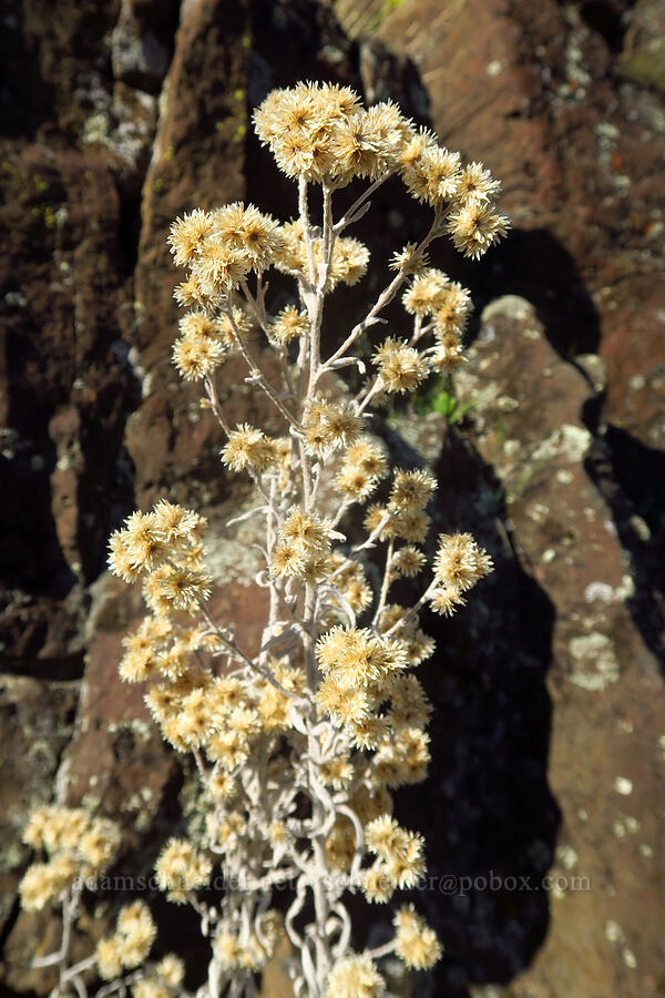 dried cudweed flowers (Pseudognaphalium sp. (Gnaphalium sp.)) [Devil's Gap, Columbia Hills State Park, Klickitat County, Washington]