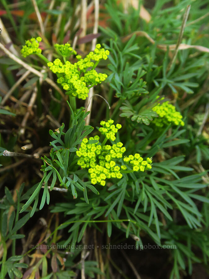 smooth desert parsley (Lomatium laevigatum) [Devil's Gap, Columbia Hills State Park, Klickitat County, Washington]