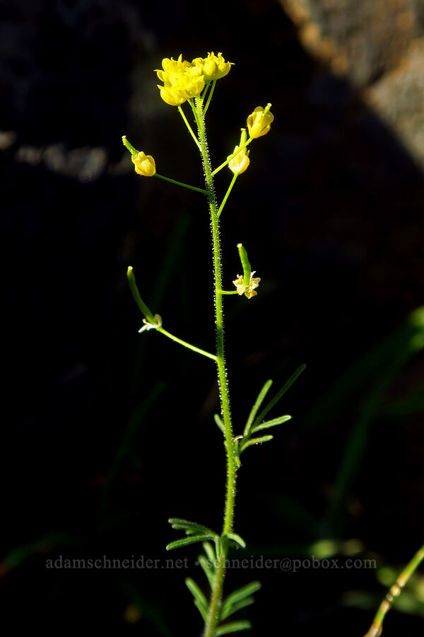tansy-mustard (Descurainia incisa) [Devil's Gap, Columbia Hills State Park, Klickitat County, Washington]