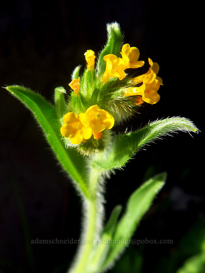 bugloss fiddleneck (Amsinckia lycopsoides) [Devil's Gap, Columbia Hills State Park, Klickitat County, Washington]