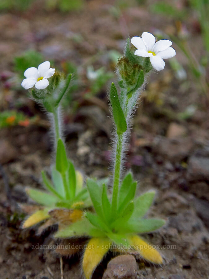 slender popcorn flower (Plagiobothrys tenellus) [Devil's Gap, Columbia Hills State Park, Klickitat County, Washington]