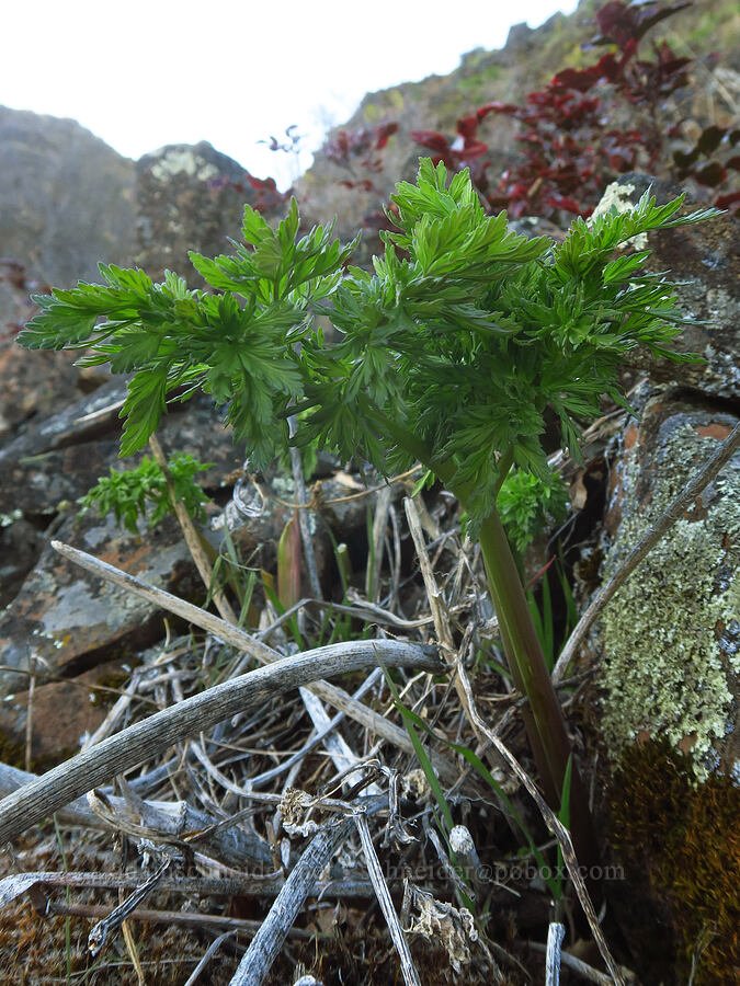 fern-leaf desert parsley (Lomatium dissectum var. dissectum) [Devil's Gap, Columbia Hills State Park, Klickitat County, Washington]