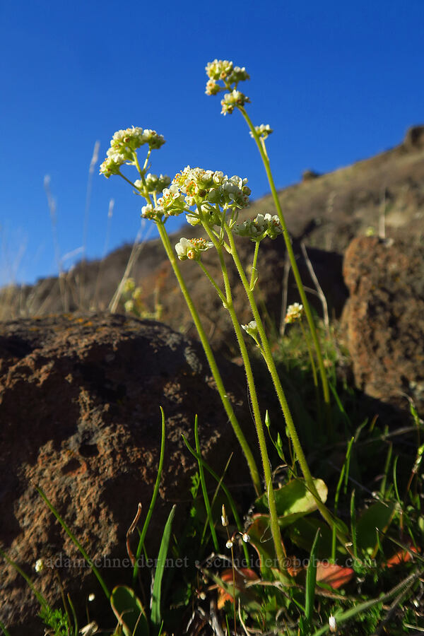brittle saxifrage (Micranthes fragosa (Saxifraga integrifolia var. claytoniifolia)) [Devil's Gap, Columbia Hills State Park, Klickitat County, Washington]