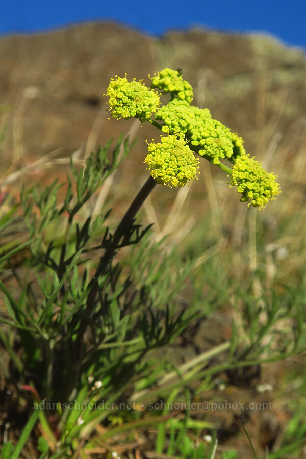 narrow-leaf desert parsley (Lomatium brevifolium (Lomatium triternatum var. brevifolium)) [Devil's Gap, Columbia Hills State Park, Klickitat County, Washington]