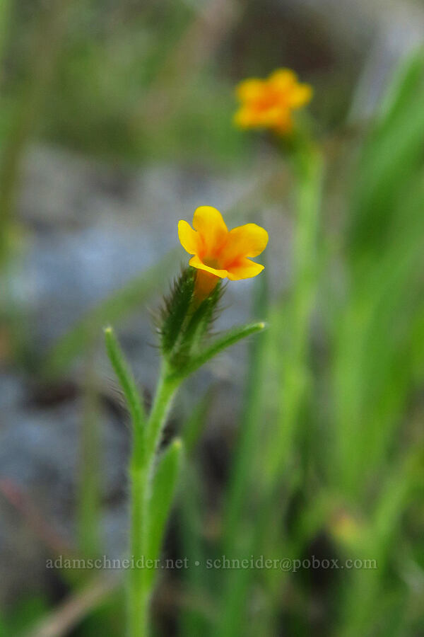tiny fiddleneck (Amsinckia menziesii) [Devil's Gap, Columbia Hills State Park, Klickitat County, Washington]
