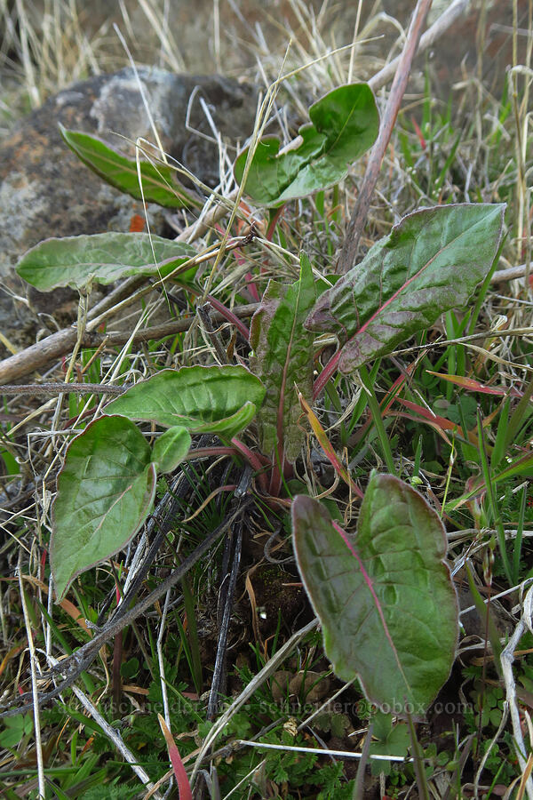 tall buckwheat leaves (Eriogonum elatum) [Devil's Gap, Columbia Hills State Park, Klickitat County, Washington]