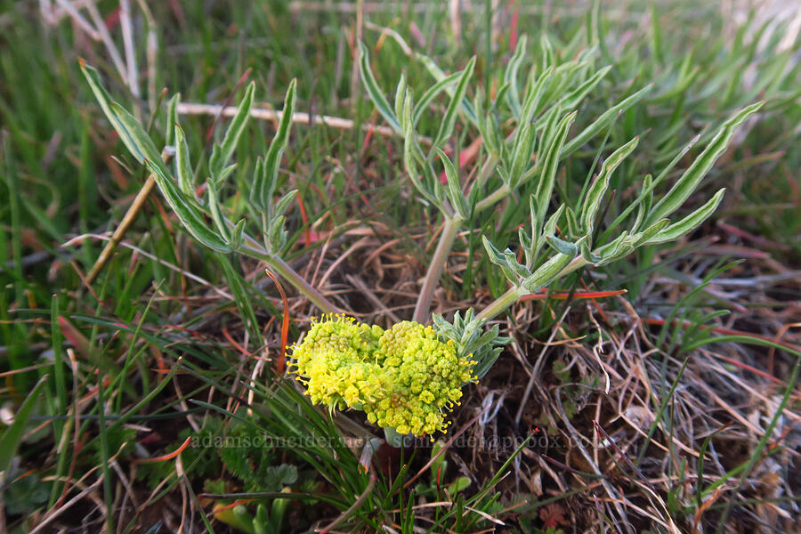 narrow-leaf desert parsley (Lomatium brevifolium (Lomatium triternatum var. brevifolium)) [Dalles Mountain Ranch, Columbia Hills State Park, Klickitat County, Washington]