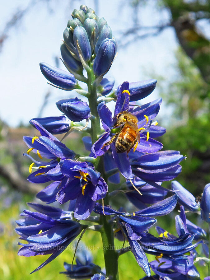 honeybee on camas (Apis mellifera, Camassia quamash) [Catherine Creek, Klickitat County, Washington]