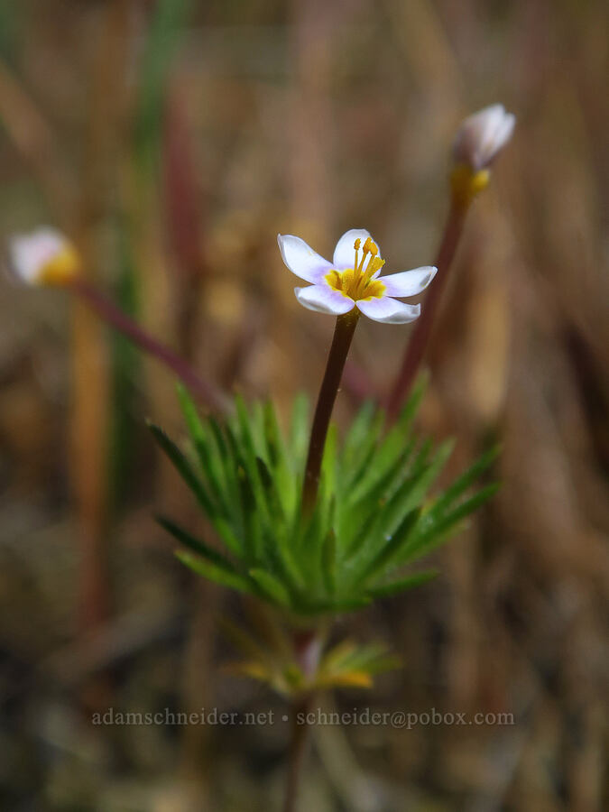 true baby stars (Leptosiphon bicolor (Linanthus bicolor)) [Catherine Creek, Klickitat County, Washington]
