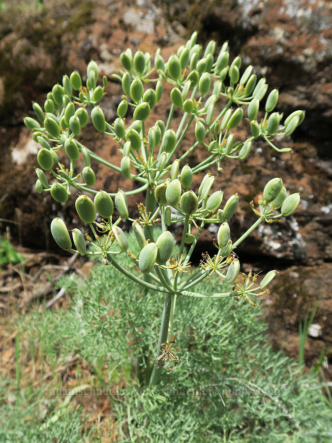 Columbia desert parsley, going to seed (Lomatium columbianum) [Tracy Hill, Klickitat County, Washington]