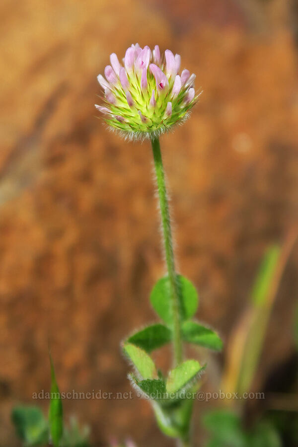 small-head clover (Trifolium microcephalum) [Tracy Hill, Klickitat County, Washington]