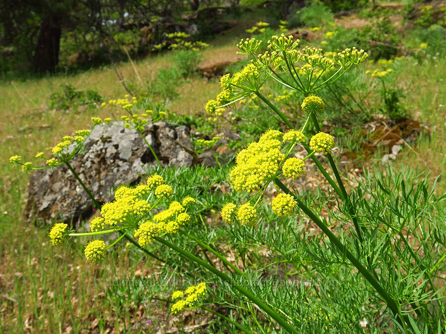 Suksdorf's desert parsley (Lomatium suksdorfii) [Tracy Hill, Klickitat County, Washington]