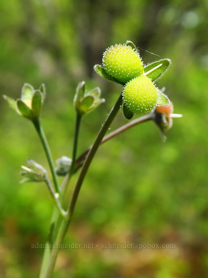 great hound's-tongue seeds (Adelinia grandis (Cynoglossum grande)) [Tracy Hill, Klickitat County, Washington]
