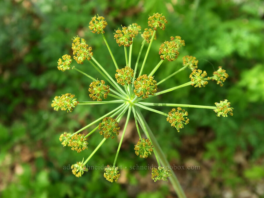 fern-leaf desert parsley (Lomatium dissectum var. dissectum) [Tracy Hill, Klickitat County, Washington]