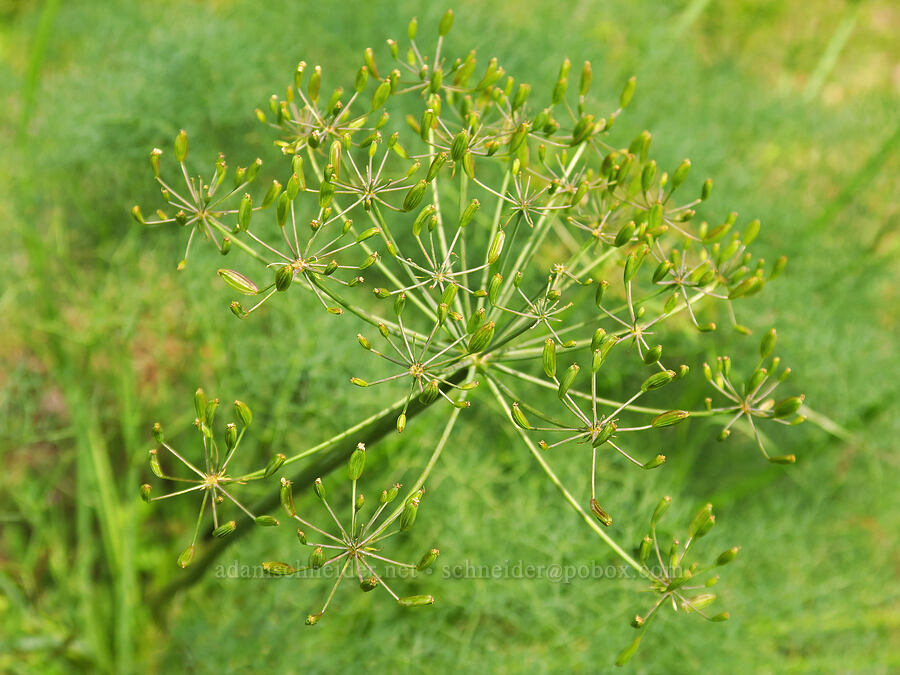 Klickitat desert parsley, going to seed (Lomatium klickitatense (Lomatium grayi)) [Tracy Hill, Klickitat County, Washington]