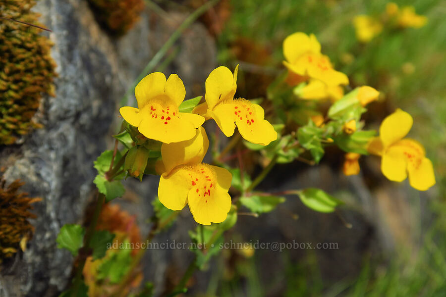 yellow monkeyflower (Erythranthe guttata (Mimulus guttatus)) [Tracy Hill, Klickitat County, Washington]
