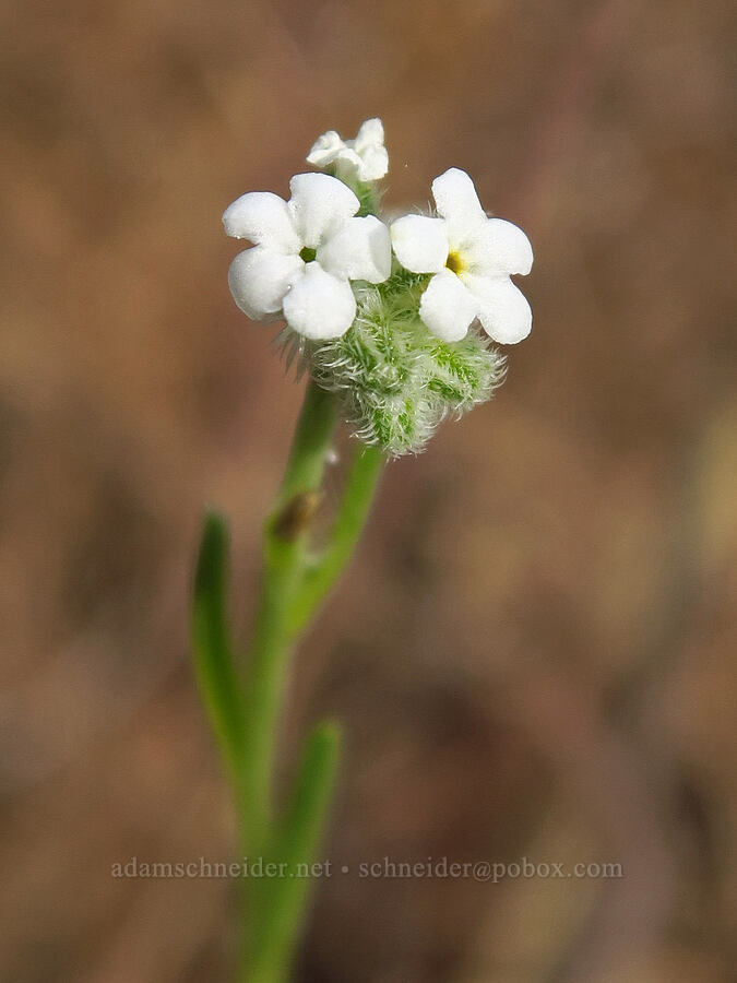 weak-stem cryptantha (Cryptantha flaccida) [Tracy Hill, Klickitat County, Washington]